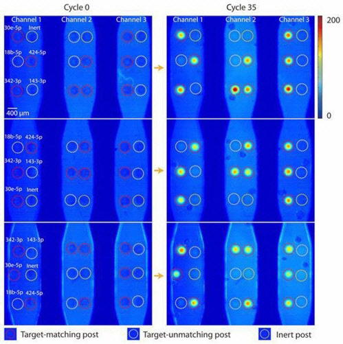 qPCR이 시작되기 전(cycle 0) 형광을 띄지 않는 하이드로젤 기둥과 qPCR 진행 후(cycle 35) 모습. 인간 혈장 안에 넣은 알츠하이머병 관련 마이크로 RNA 합성 타깃 세트와 매칭이 될 때 선택적으로 형광을 나타낸다. [한국연구재단 제공=연합뉴스]
